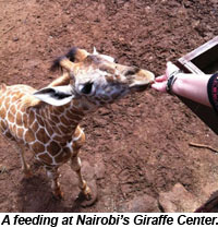 Giraffe Center