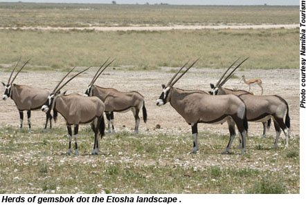Namibia Etosha Gemsbok