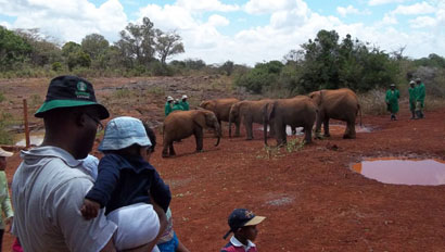DavidSheldrickWildlifeTrustNursery410