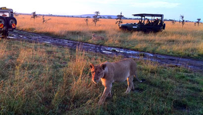 Kenya-lioness410