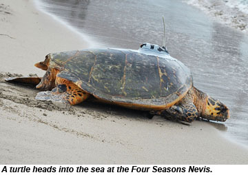 Turtle at Four Seasons Nevis Turtle at Four Seasons Nevis