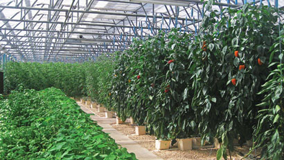CuisinArtFarm410x232