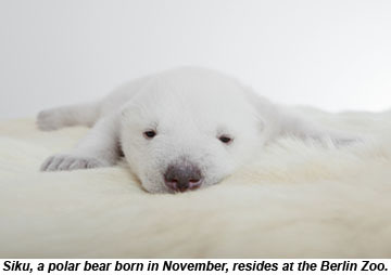 Siku