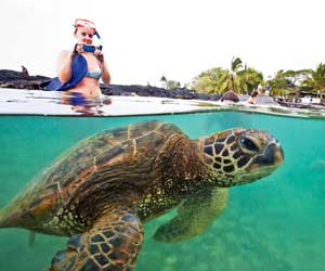 BigIslandTurtle-Snorkelers300