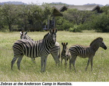 Zebras in Namibia Zebras in Namibia