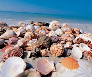 Florida-Sanibel-Shells300