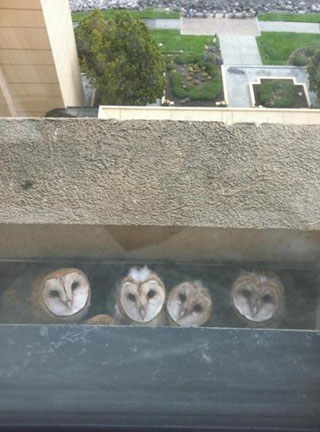OwlBabies