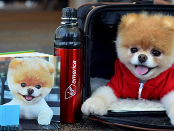 VirginAmericadog