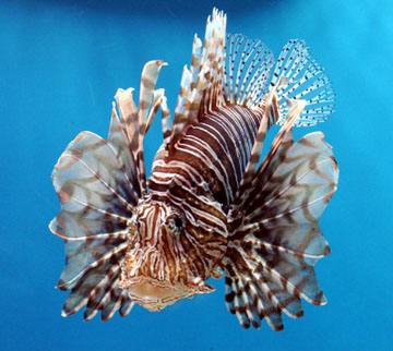 lionfish