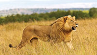Lion-GreatSafaris