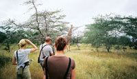 Tanzania-Giraffe