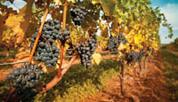 NapaValleyGrapes200