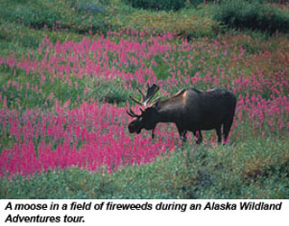 Moose in Alaska