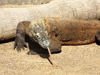 Komodo