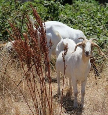 Goats at SFO